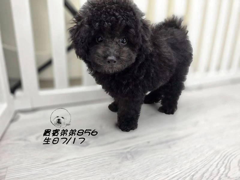 爆毛 巧克力灰貴賓弟弟856