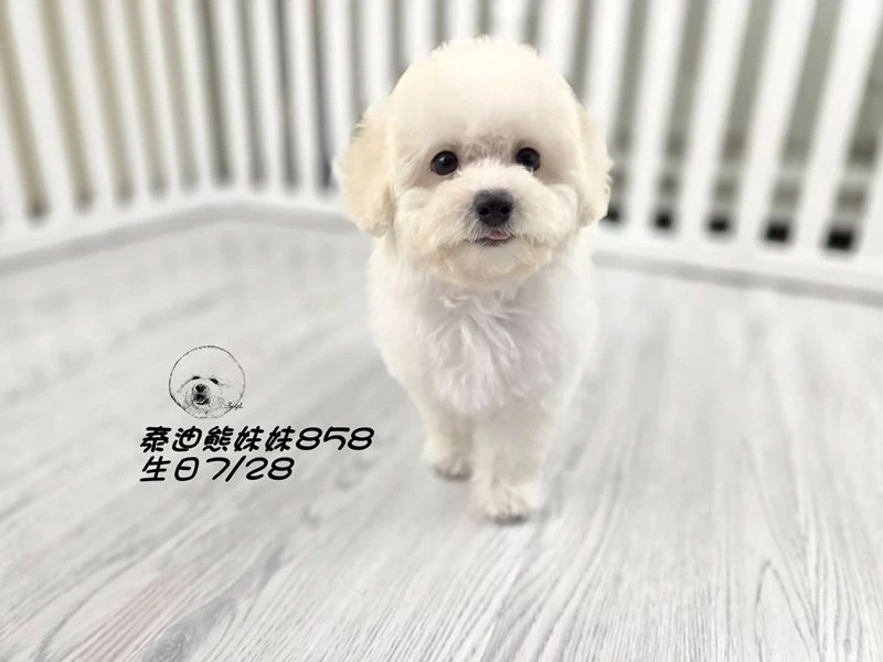 奶白泰迪熊 大眼 爆毛 妹妹858