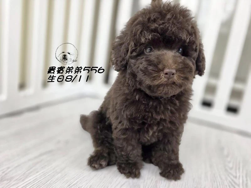 爆毛 巧克力貴賓 弟弟556
