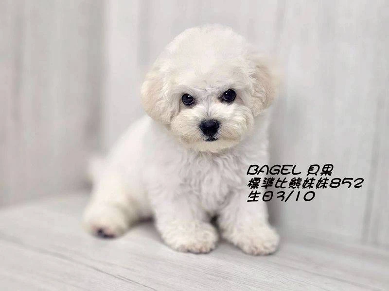 比熊妹妹852