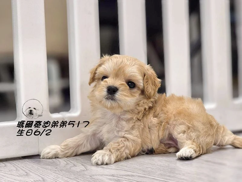 奶油瑪爾泰迪弟弟517