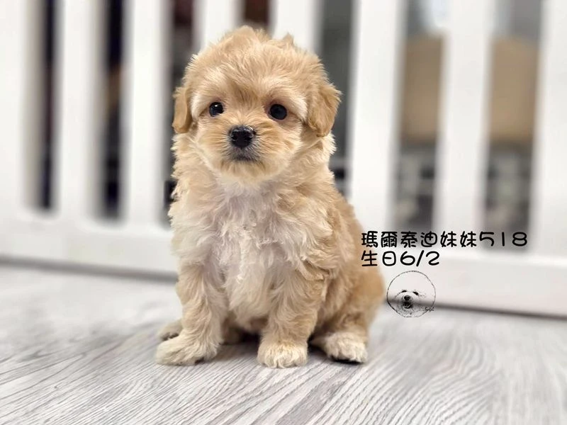 奶油瑪爾泰迪妹妹518