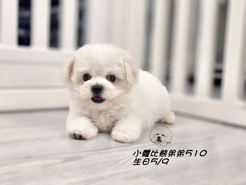 小體型比熊弟弟510