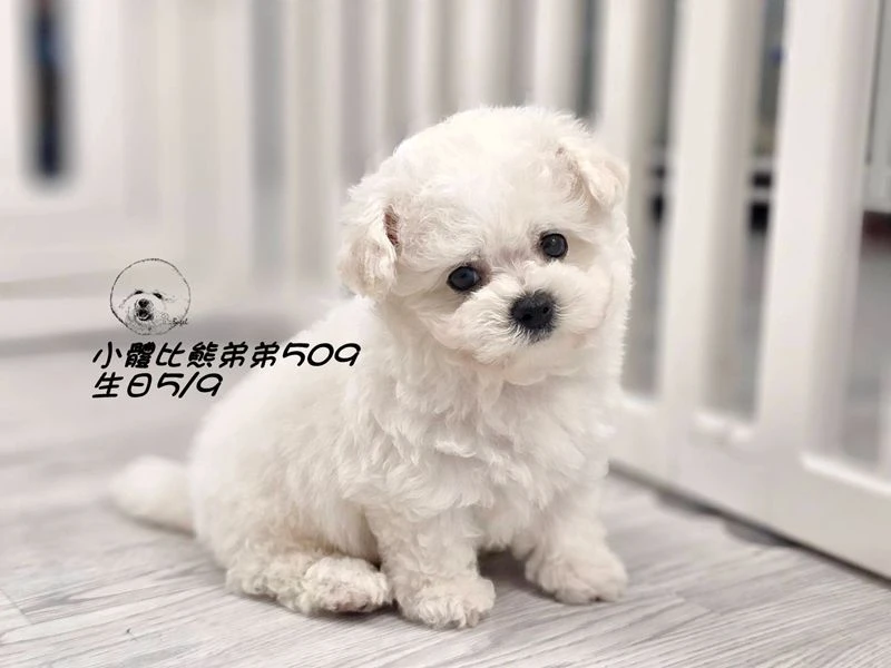 小體型比熊弟弟509