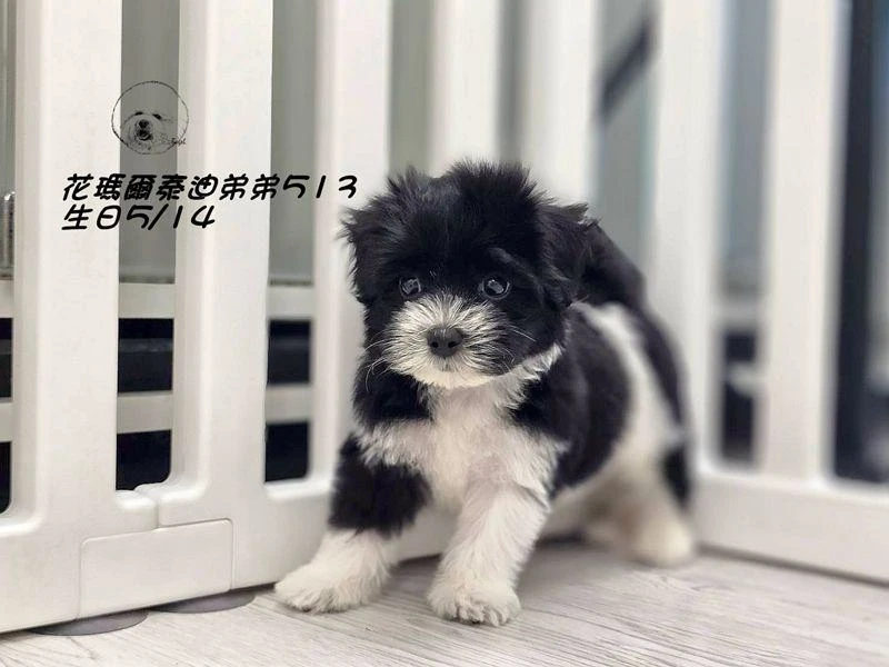 黑白花色瑪爾泰迪弟弟513