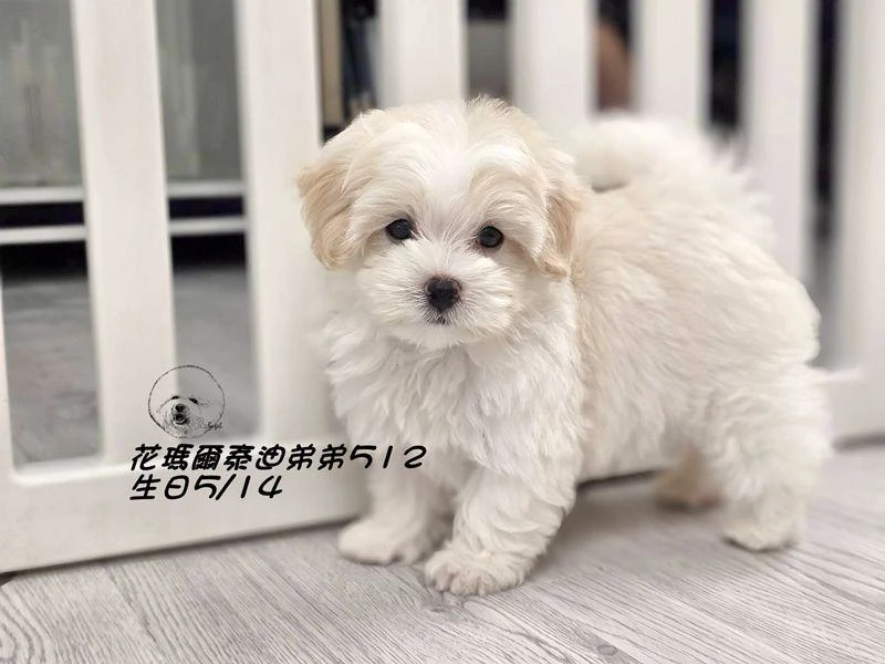 奶油花瑪爾泰迪弟弟512
