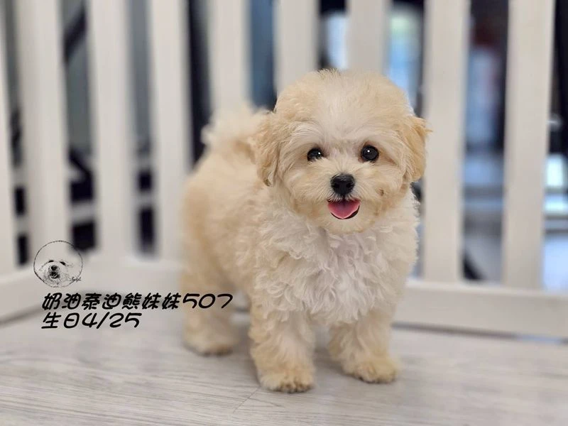奶油泰迪熊妹妹507