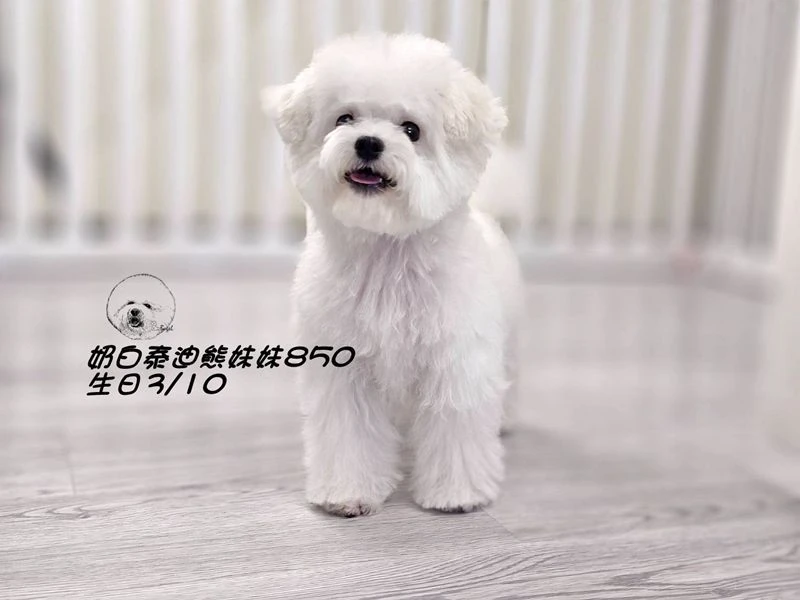 奶白泰迪熊妹妹850