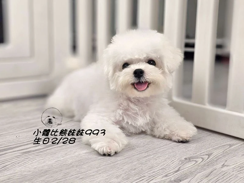 小體型比熊妹妹993