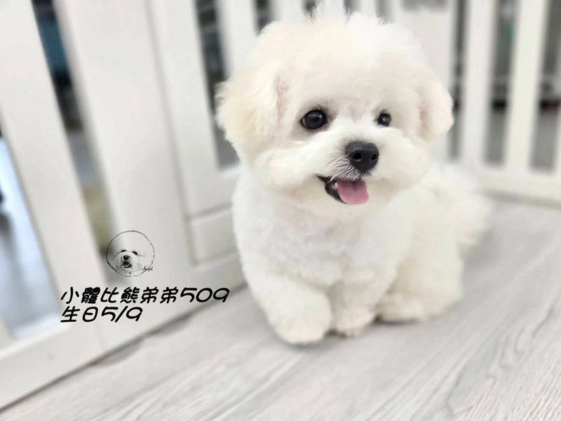 小體型 短腿 短吻 爆毛 大眼 比熊弟弟509 