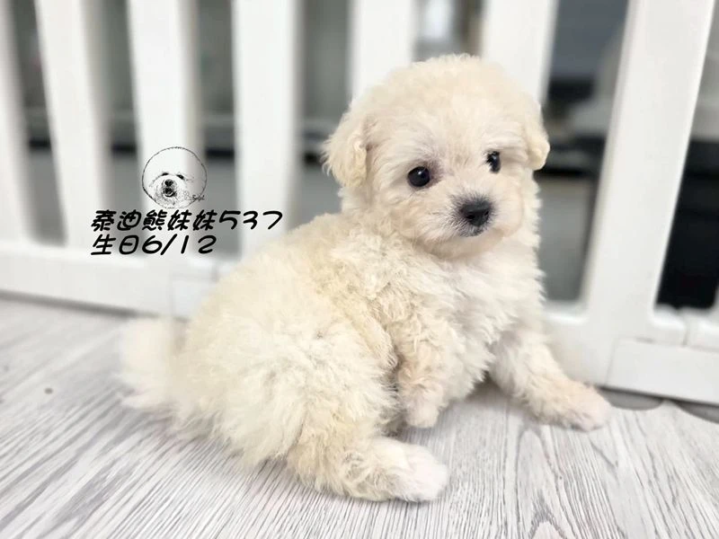 奶油泰迪熊 大眼 短吻 短腿 爆毛 妹妹537
