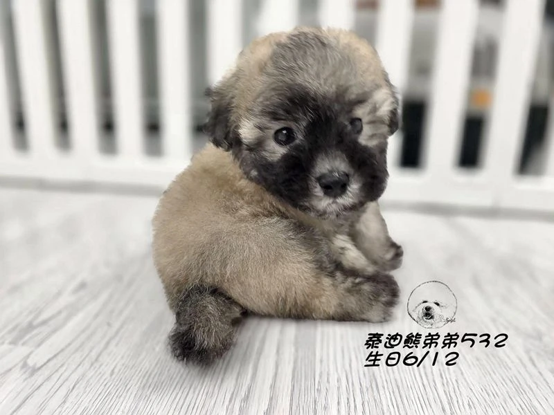 香檳灰 泰迪熊 大眼 短吻 短腿 爆毛 弟弟532