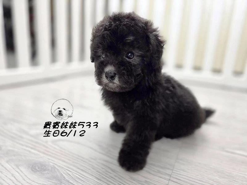 爆毛 短腿 短吻 灰貴賓妹妹533