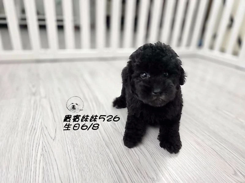 爆毛 黑貴賓妹妹526