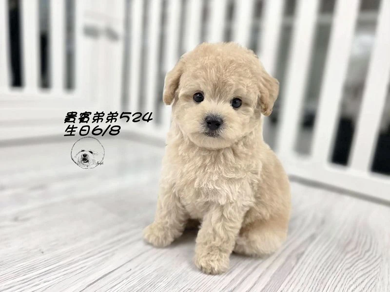 奶油 大眼 爆毛 貴賓弟弟524