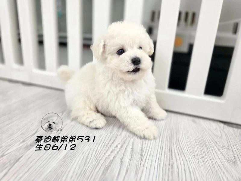 白泰迪熊 短吻 短腿 爆毛 弟弟531