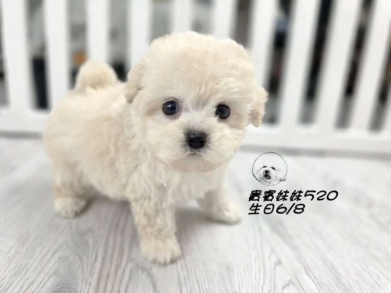 奶油白 大眼 短吻 短腿 爆毛 貴賓妹妹520