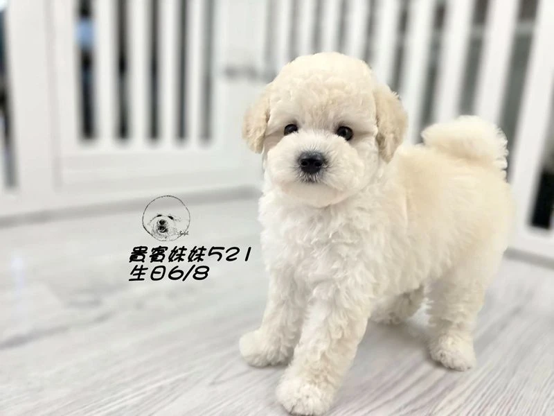 奶油白 大眼 爆毛 貴賓妹妹521