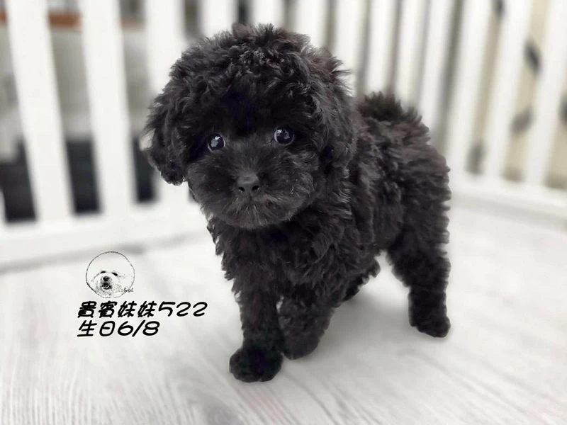 短吻 大眼 爆毛 黑貴賓妹妹522