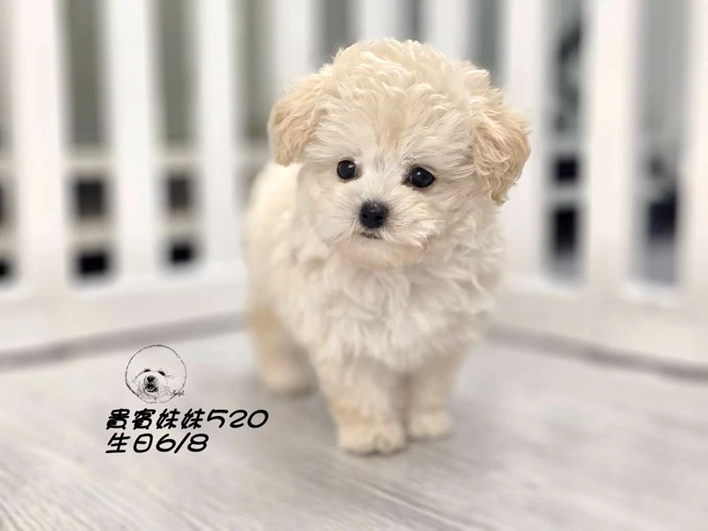 奶油白 大眼 短吻 短腿 爆毛 貴賓妹妹520
