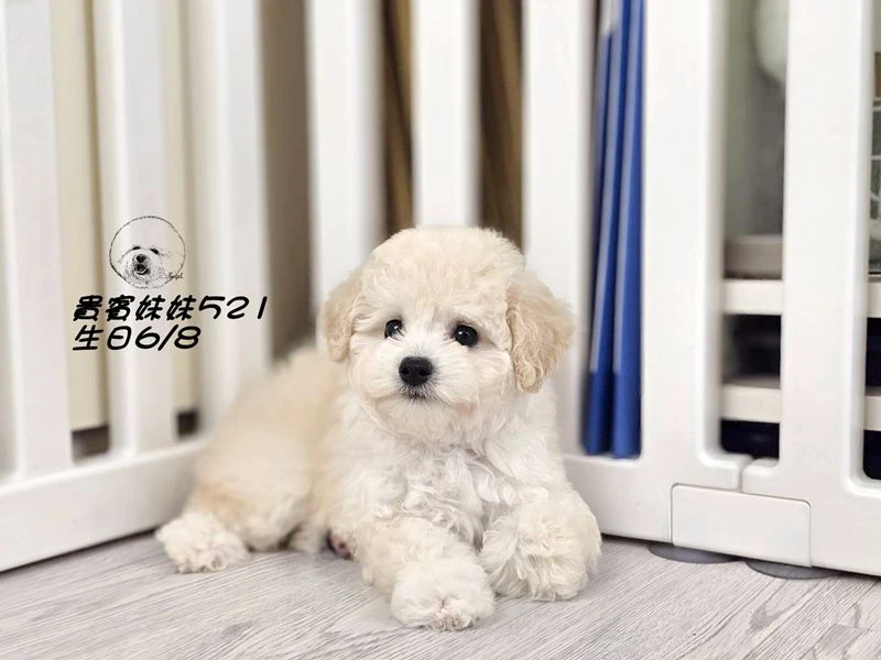 奶油白 大眼 爆毛 貴賓妹妹521