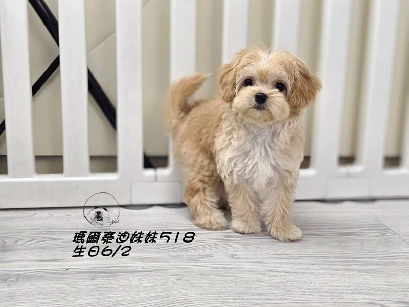 奶油瑪爾泰迪 短吻 短腿 大眼 爆毛 妹妹518(已回家)