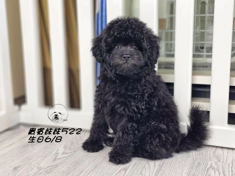 短吻 大眼 爆毛 黑貴賓妹妹522