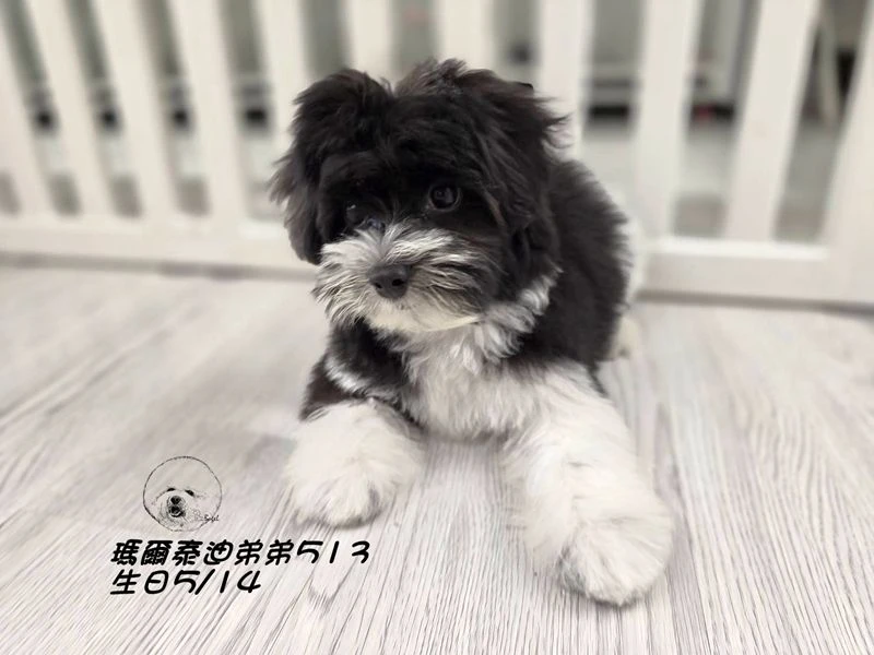 黑白花瑪爾泰迪 大眼 短腿 短吻 爆毛 弟弟513(已預定)