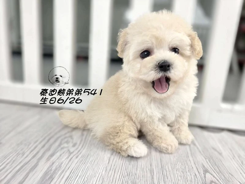 奶白泰迪熊 大眼 短吻 短腿 爆毛 弟弟541