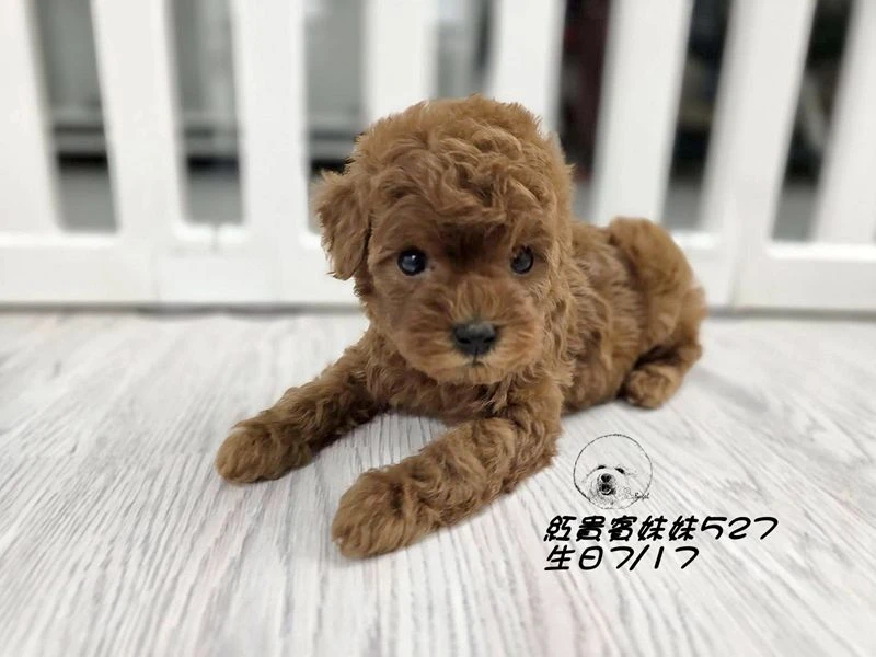 ?短吻 爆毛 紅貴賓妹妹527