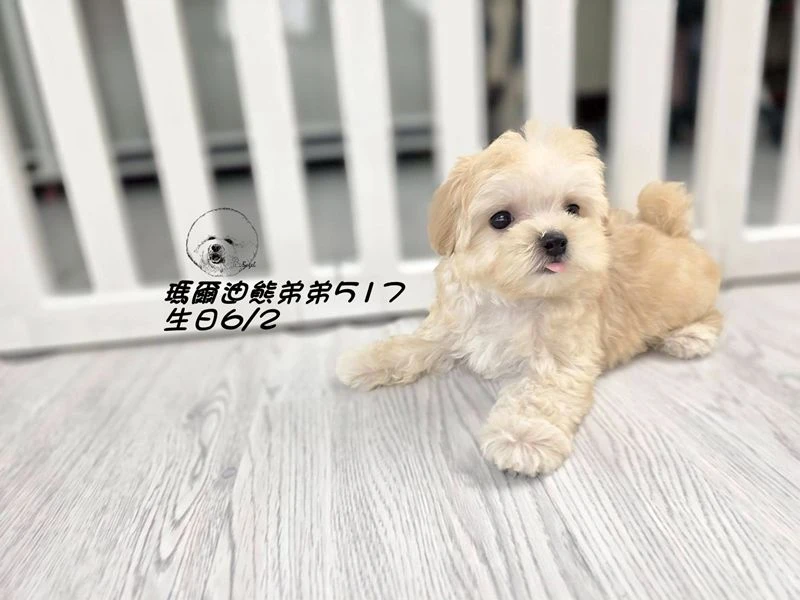 奶油瑪爾泰迪 短吻 短腿 爆毛 弟弟517