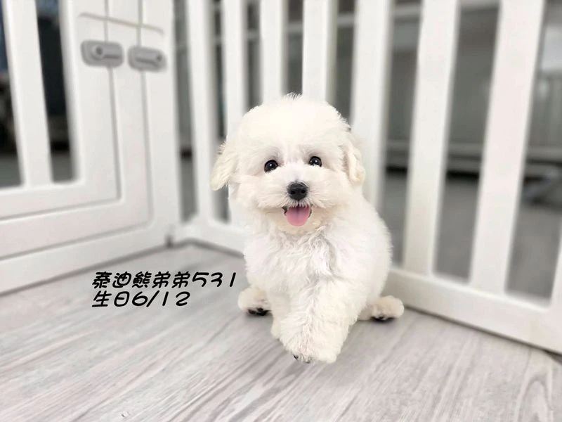 白泰迪熊 短吻 短腿 爆毛 弟弟531