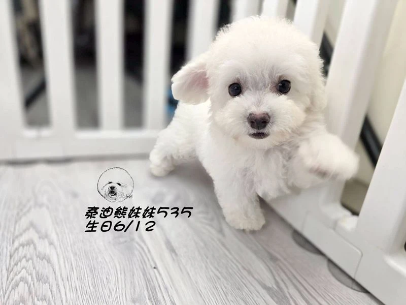 奶白泰迪熊 大眼 短吻 爆毛 妹妹535