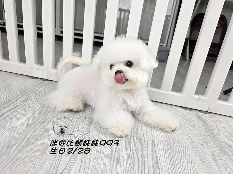 迷你型 短腿 短吻 爆毛 大眼 比熊妹妹993