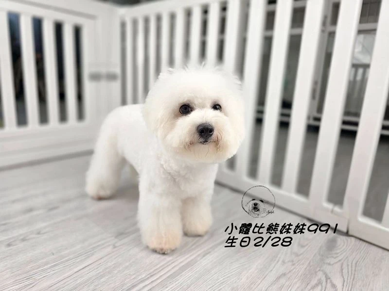 小體型 短腿 短吻 爆毛 大眼 比熊妹妹991