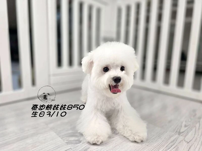 泰迪熊 短吻 白妹妹850