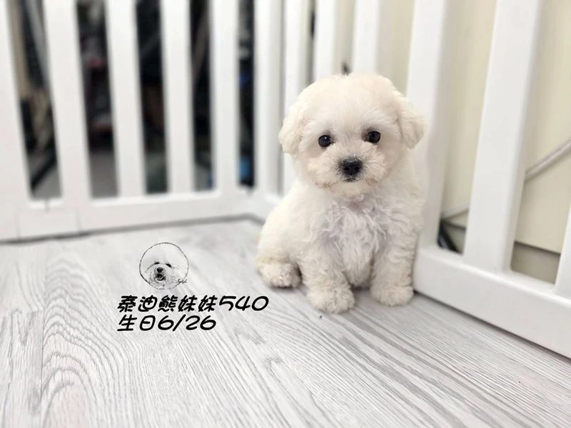 奶白泰迪熊 大眼   爆毛 妹妹540