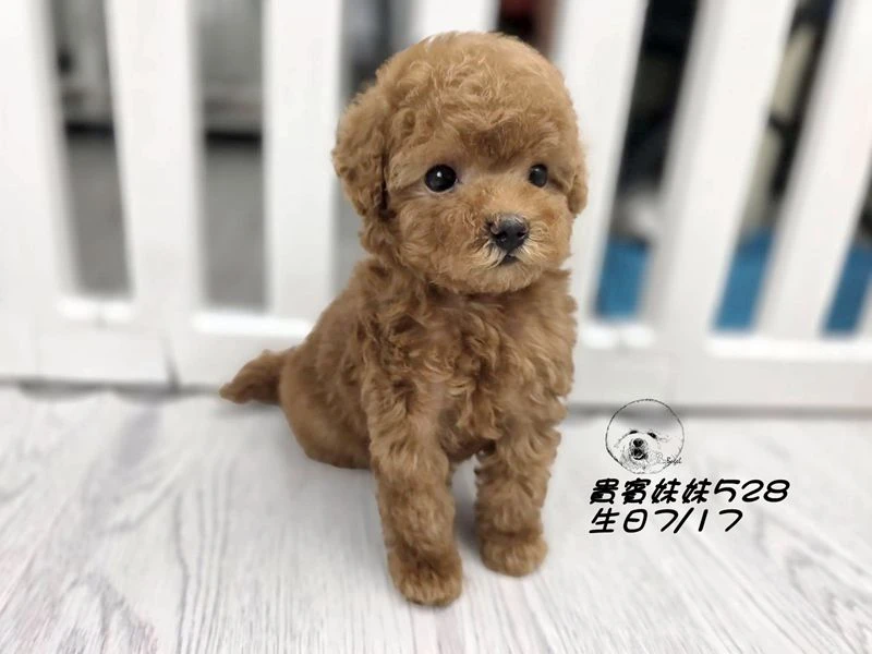 短吻 爆毛 紅貴賓妹妹528(已回家)