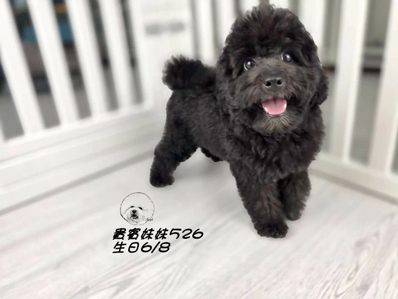 爆毛 黑貴賓妹妹526