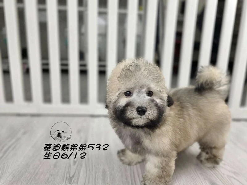 香檳灰 泰迪熊 短吻 短腿 爆毛 弟弟532(已回家)