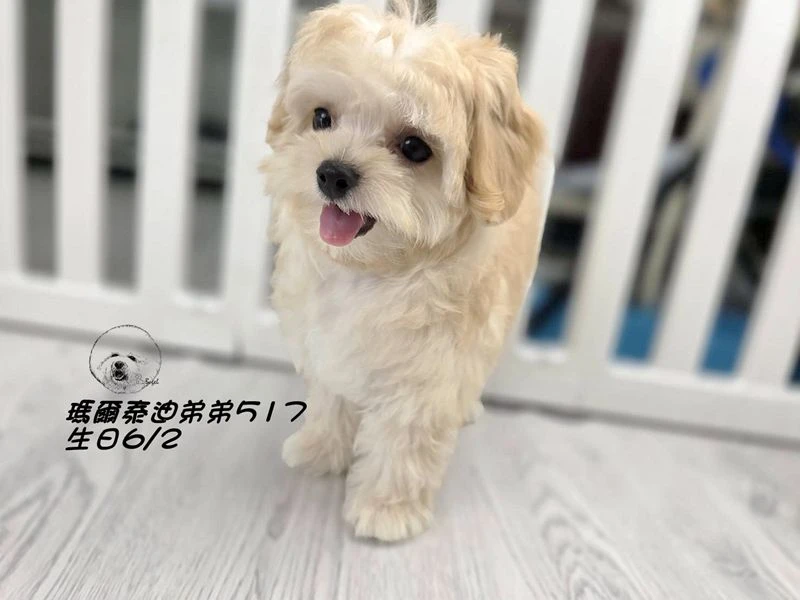 奶油瑪爾泰迪 短吻 短腿 爆毛 弟弟517(已回家)