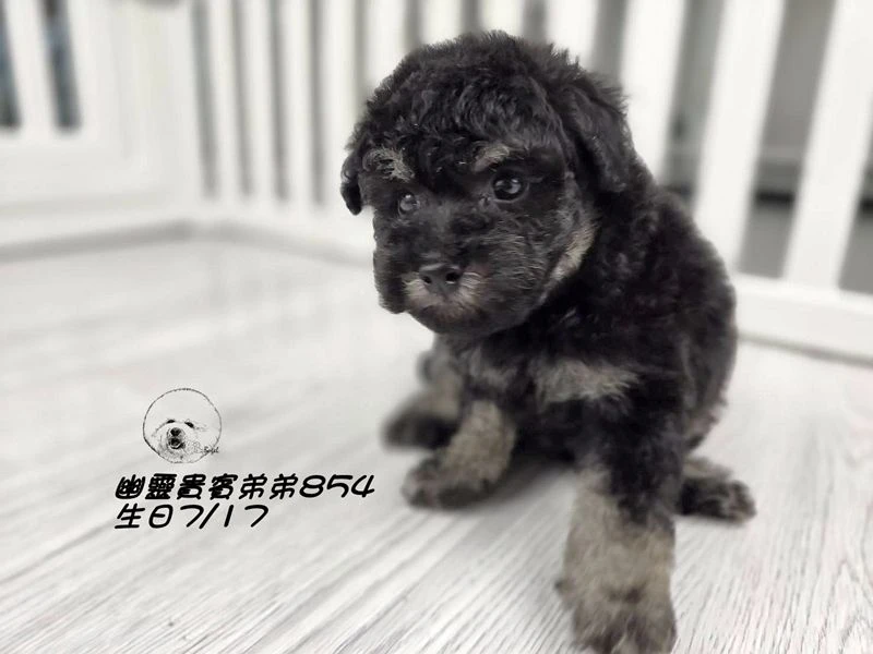 ?爆毛 幽靈貴賓弟弟854