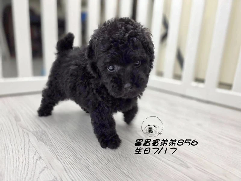爆毛 黑貴賓弟弟856