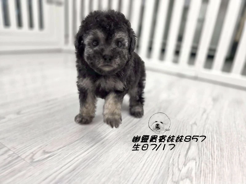 ?爆毛 幽靈貴賓妹妹857(厚道)