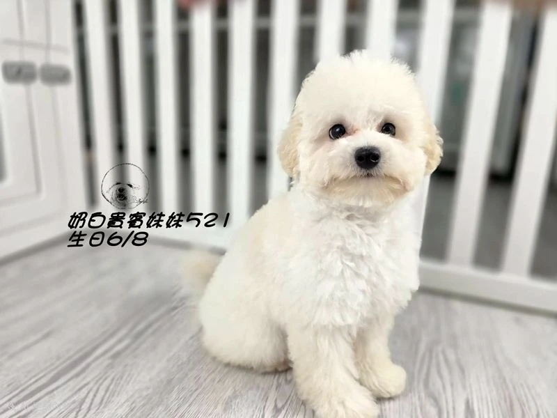 奶油白 大眼 爆毛 貴賓妹妹521