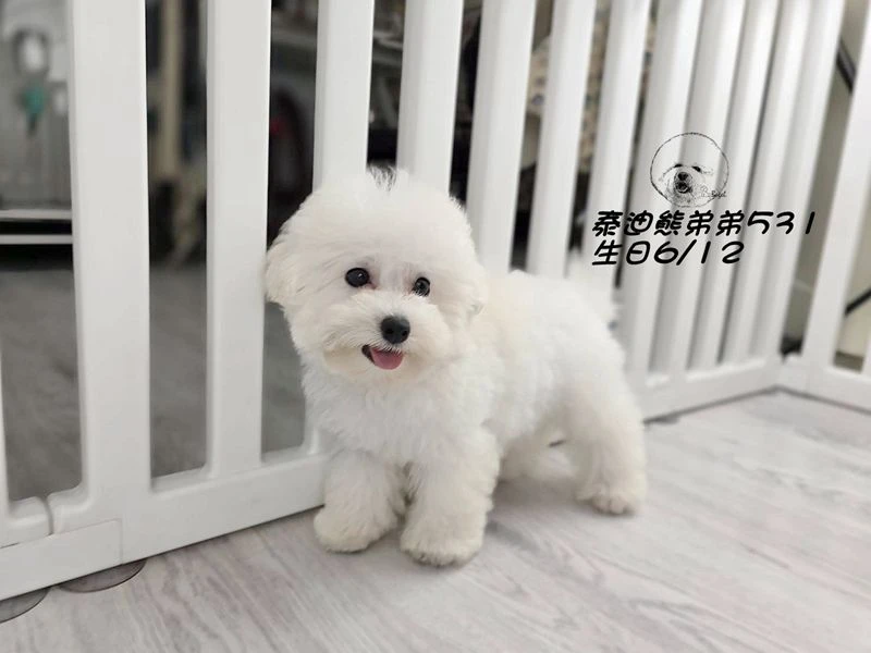白泰迪熊爆毛 弟弟531