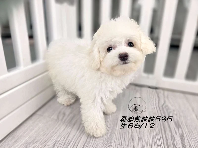 奶白泰迪熊 妹妹535