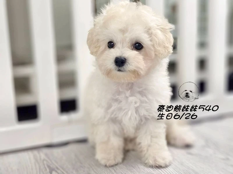 奶白泰迪熊 妹妹540