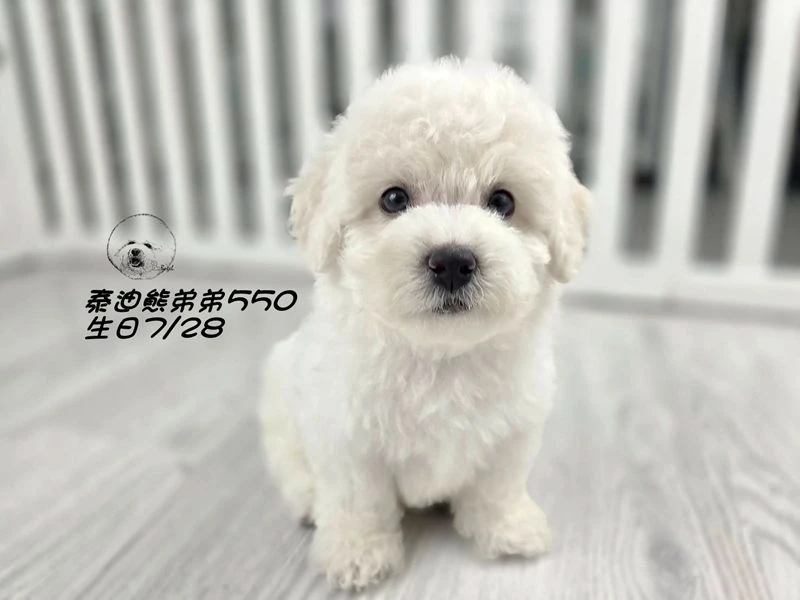 奶白 泰迪熊 大眼 短腿 爆毛 弟弟550