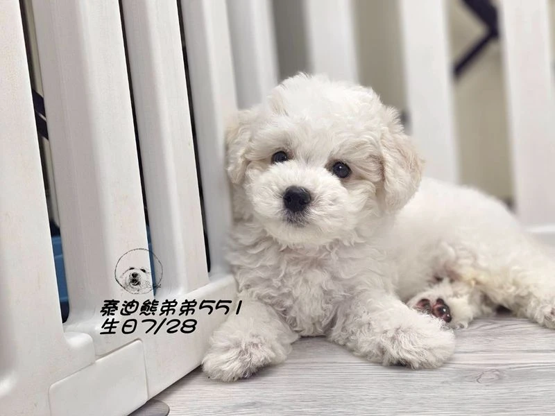 奶白花 泰迪熊 爆毛 弟弟551